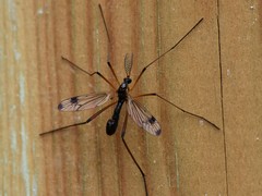 Dictenidia bimaculata