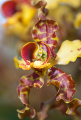 Cyrtopodium punctatum