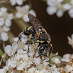 Oxybelus emarginatus