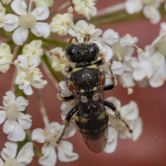 Oxybelus emarginatus