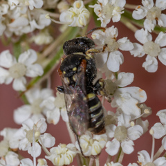 Oxybelus emarginatus