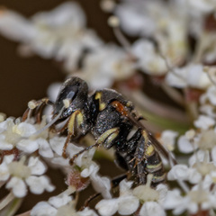 Oxybelus emarginatus