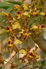 Cyrtopodium punctatum