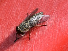 Tabanus bromius