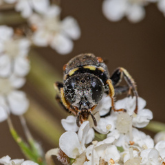 Oxybelus emarginatus