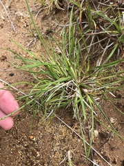 Deschampsia alpina