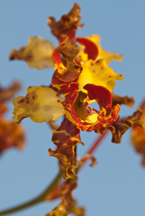 Cyrtopodium punctatum