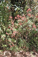 Cestrum fasciculatum