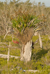 Cyrtopodium punctatum