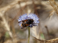 Volucella elegans