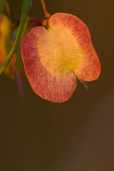 Dodonaea viscosa angustifolia