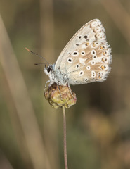 Polyommatus albicans
