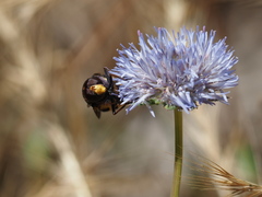 Volucella elegans