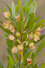 Dodonaea viscosa angustifolia