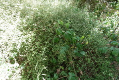 Teucrium parvifolium