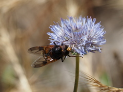 Volucella elegans