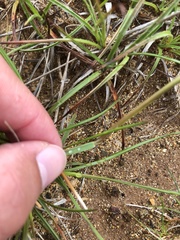 Deschampsia alpina