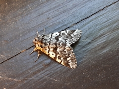 Panthea acronyctoides