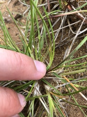 Deschampsia alpina