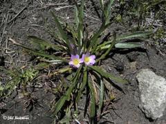 Calandrinia colchaguensis