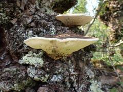 Trametes warnieri