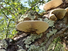 Trametes warnieri