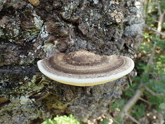 Trametes warnieri