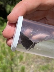 Cercyonis oetus