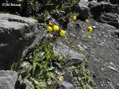 Calceolaria filicaulis