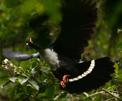 Oreophasis derbianus