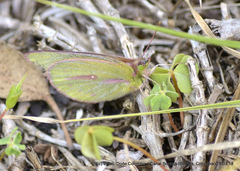 Colias dimera