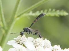 Gasteruption assectator