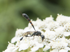 Gasteruption assectator