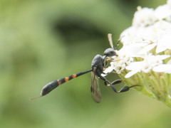 Gasteruption assectator