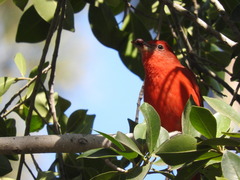 Piranga rubra