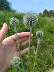 Echinops ritro