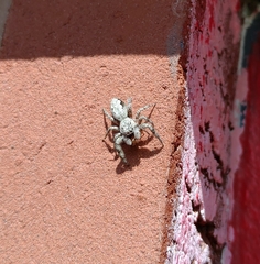 Platycryptus undatus