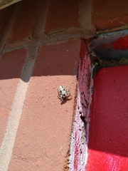 Platycryptus undatus