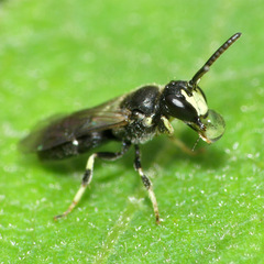 Hylaeus mesillae cressoni