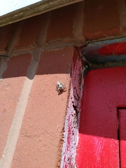 Platycryptus undatus