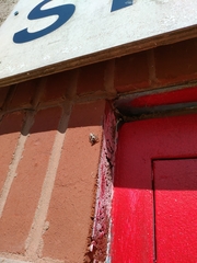 Platycryptus undatus