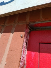 Platycryptus undatus