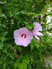 Hibiscus syriacus