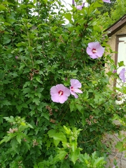 Hibiscus syriacus