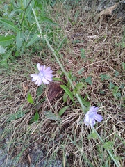 Cichorium intybus