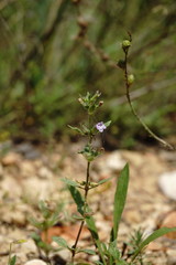 Clinopodium graveolens