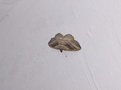 Costaconvexa polygrammata