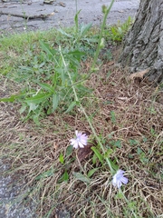 Cichorium intybus