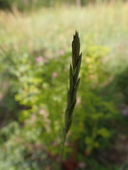 Elymus pungens