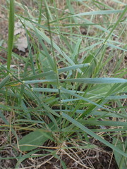 Elymus pungens